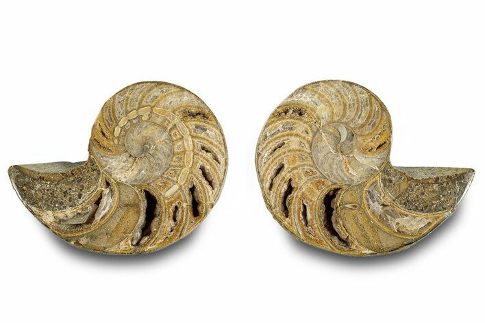 Jurassic Cut & Polished Nautilus (Cymatoceras) Fossil -Madagascar #283115